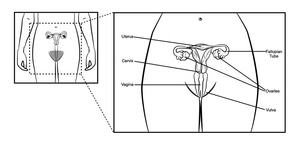 Female reprpoductive system