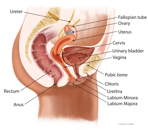 Female reproductive system - colour