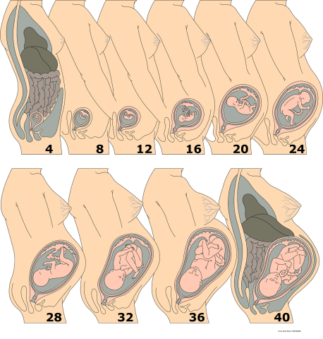 Foetal development