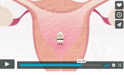 Menstrual cycle