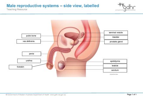 Male reproductive system labelled