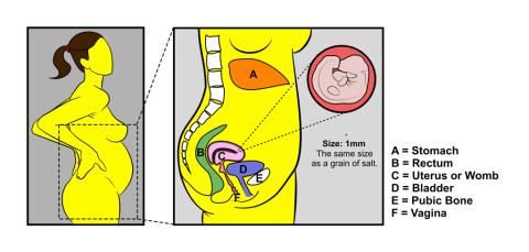 Pregnancy 4 weeks