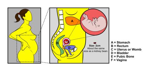 Pregnancy - 8 weeks