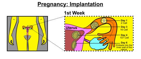 Pregnancy - implantation