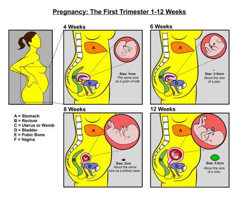 Pregnancy Teachers Sheet