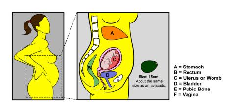 Pregnancy - 16 weeks