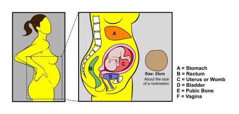 Pregnancy - 20 weeks