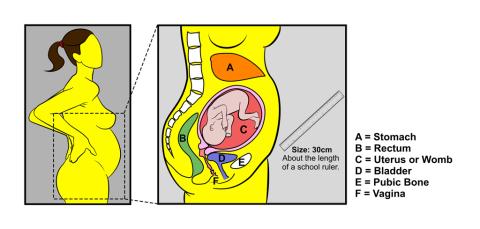 Pregnancy - 24 weeks