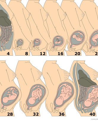 Foetal development