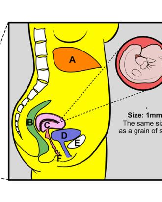 Pregnancy 4 weeks